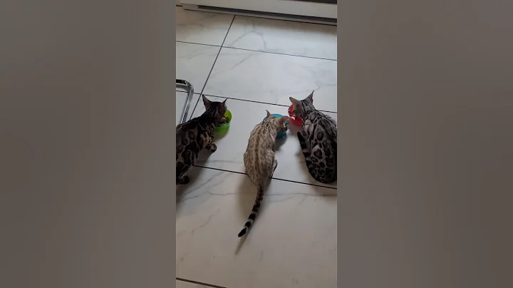 Watch the video about Exotic bengal cats #cat #kitten #youtubeshorts #ytshorts #funny #viral #shortvideo #short #kaicenat