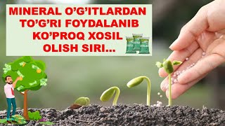 Mineral o'g'itlardan to'g'ri foydalanib yuqori xosil olish siri nimada?