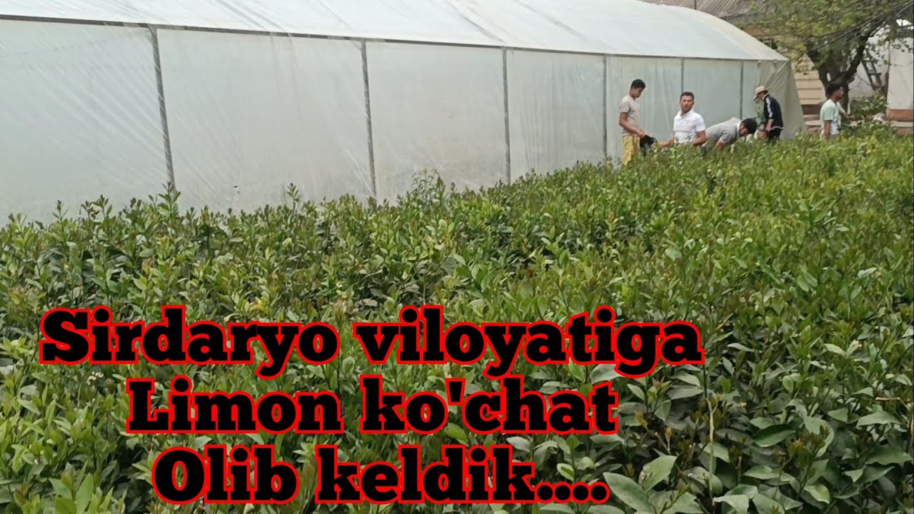 Sirdaryo viloyatiga 1500 tup limon ekamiz.Сирдарёга 1500 тум лимон кучат екамиз...