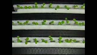 Circumnutation of Arabidopsis seedlings in a lunar growth chamber