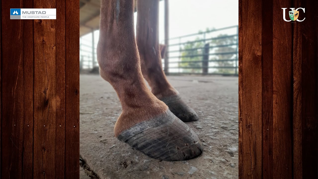 TV UC - A égua nem comia por causa dos cascos