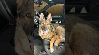 Practicing AKC Master HD with Larkin (with commentary)￼