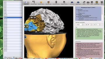 movie of some BA in brain voyager