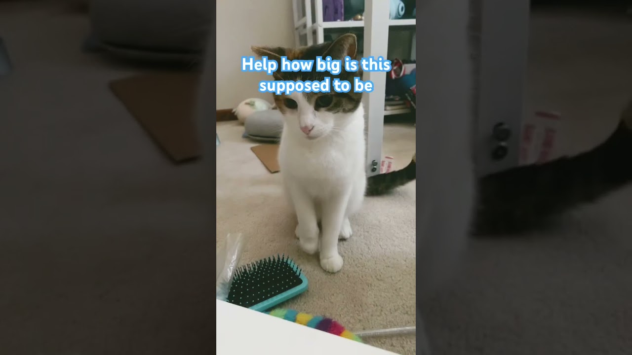 No cat was hurt during this process 