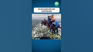 Mẻ Lưới Cá Khủng Khiếp Khiến Cả Biển Rúng Động #shorts #khampha #danhbatca