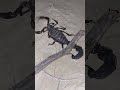 عقرب سیاه کشنده 