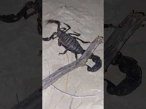 عقرب سیاه کشنده