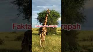 Tidurnya Singkat Banget! Fakta Aneh Tentang Jerapah 😮