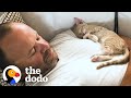 Kitten becomes completely obsessed with his dad  the dodo cat crazy