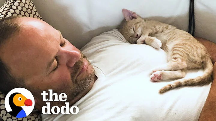 Kitten Becomes Completely Obsessed with His Dad | The Dodo Cat Crazy - DayDayNews