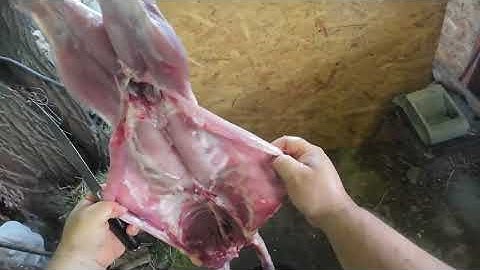 Removal of rabbit fur and mincing of the rabbit!