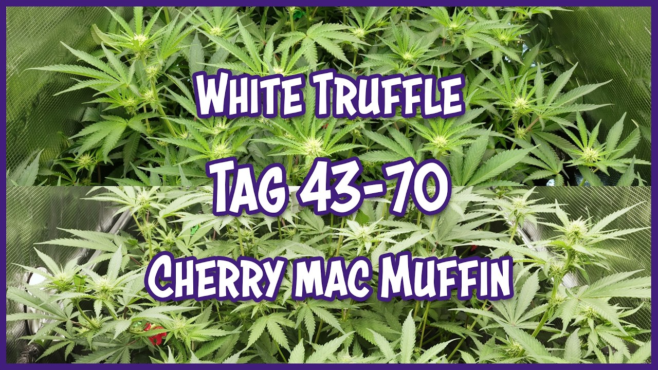 Cherry Mac Muffin & White Truffle 🌱  Seed to Harvest Grow | Cannabis Dokumentation | Tag 43 bis 70