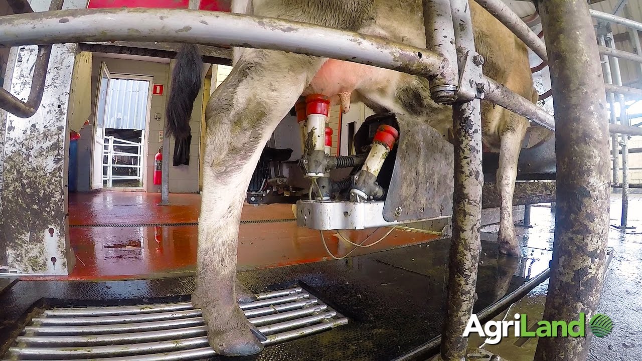 ABCD grazing in operation under a spring-calving grass-based system ...