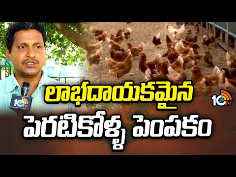 లాభదాయకమైన పెరటికోళ్ళ పెంపకం | Natu Kolla Pempakam | Country Chicken | Matti Manishi | 10TV - 10TVNEWSTELUGU
