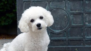 Denying the Wanderlust of the Bichon Frise: Managing Their Inquisitive Nature with Love and Care