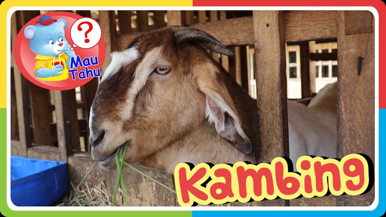 Fakta Unik - Kambing - YouTube