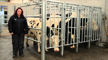 O que é cc no ultrassom obstétrico?