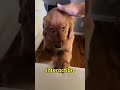 Why Dogs Choose Peace Over Attention