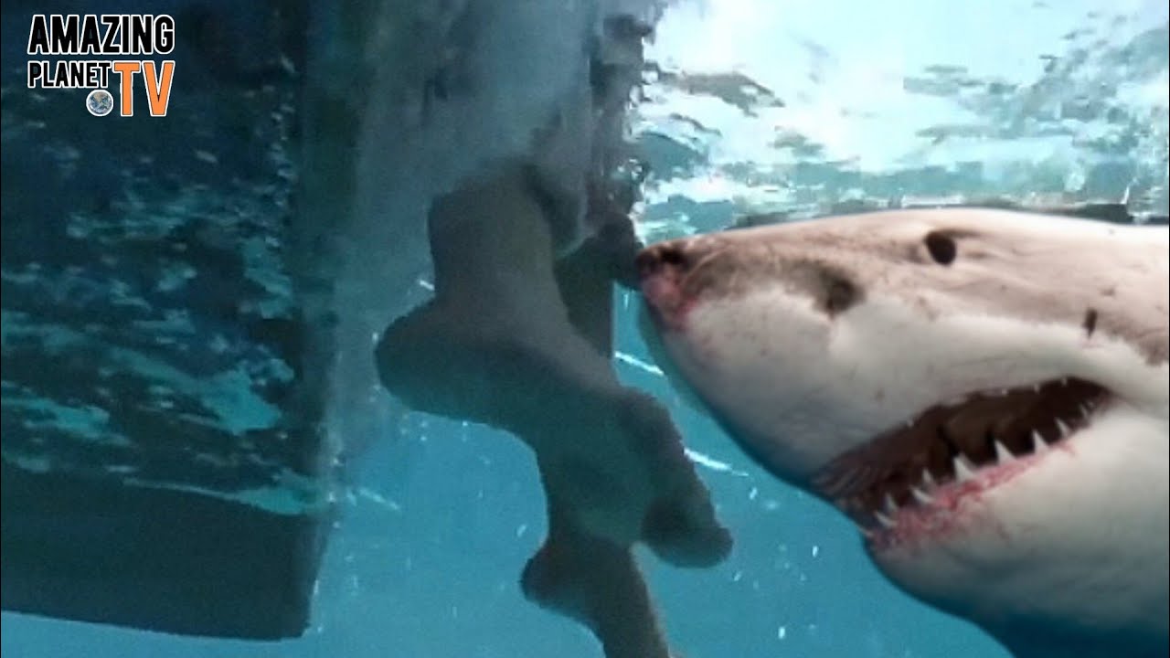Акула нападения 2017. Акулы не нападают на людей. Акулы снятые на камеру. Акула людоед в чёрном море.