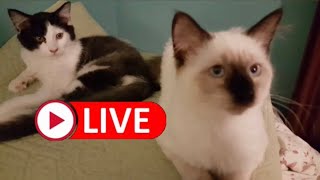 LIVE * Friday Night Gab February 20, 2026
