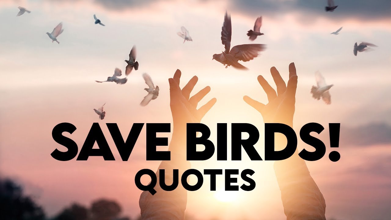 Save Birds Quotes Words For The Soul YouTube