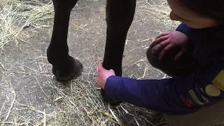 How to take your horse’s digital pulse