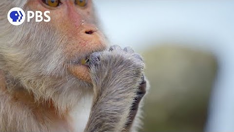 Tool-Using Macaques Could Drive Shellfish Extinct