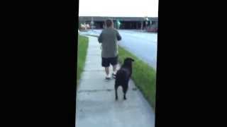 Our dog Putter, a Border Collie and Rottweiler mix, following his dad for a stick of beef jerky.