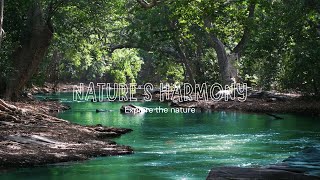 Harmony of the Wild River Rhythms, Jungle Serenity, and the Melody of Birdsong 🌿🎶   NATURE'S HARMONY