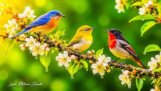🐦 Beautiful Birdsongs & Soft Piano 🎹 Calm Nature Sounds for Deep Sleep, Relaxation & Stress Relief