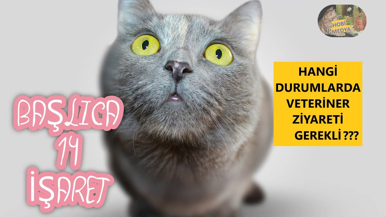 KEDİLERİN HASTA OLDUĞU NASIL ANLAŞILIR? - Hastalık Belirtileri Nelerdir?