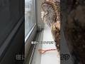 寝ぼけてるポン太です！