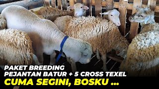 Download Lagu Harga Paket Breeding Pejantan Batur + 5 Cross Texel, Cuma Segini | @AGROTV9 MP3 Download Lagu Harga Paket Breeding Pejantan Batur + 5 Cross Texel, Cuma Segini | @AGROTV9 MP3