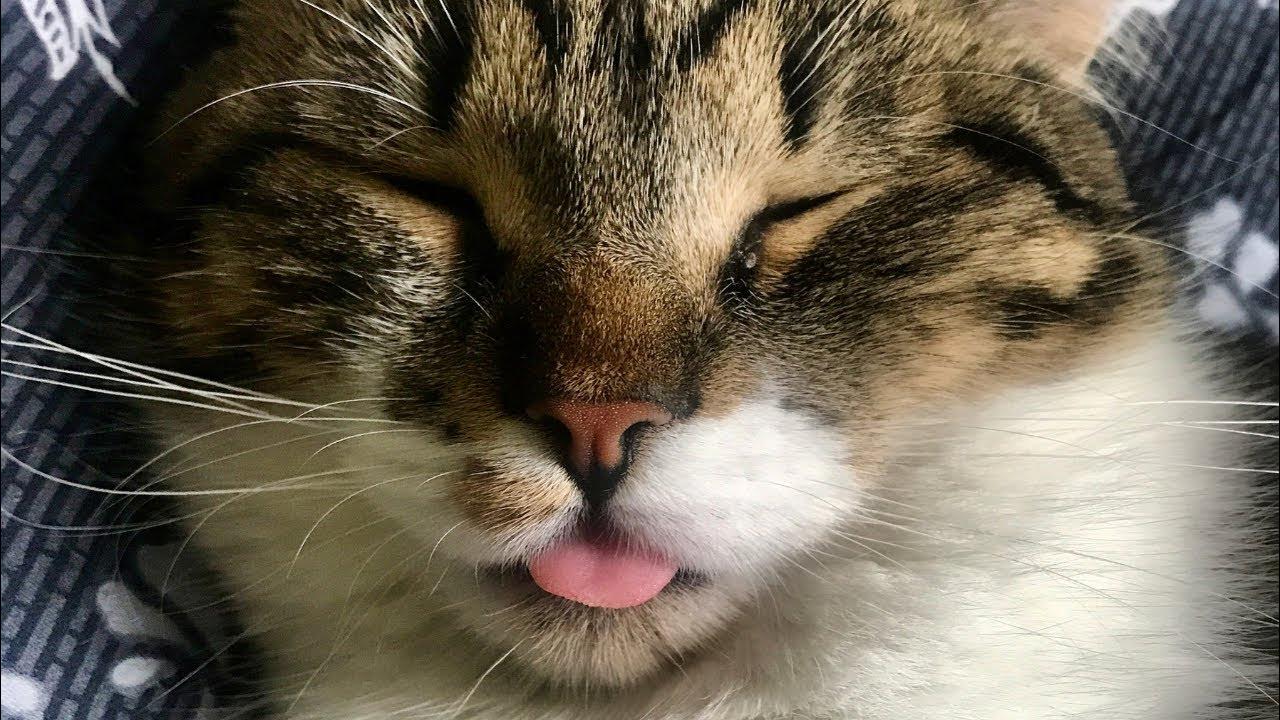 Cute chubby cat shows his belly (cuteness overload) YouTube