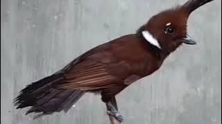 Cililin Gacor Ak47 #BurungCililin #MasteranBurung #CililinGacor