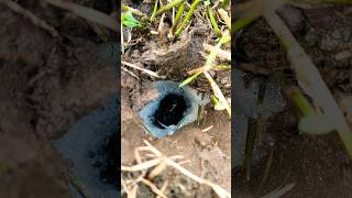 Wajib Tau Ini Ciri -Ciri Lubang Belut Babon Di Parit