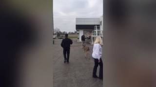 Deer makes an appearance at Behlmann Buick GMC Cadillac