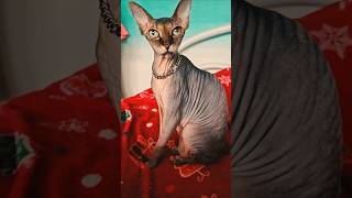 Dushenka553😻 #foryou #dubai #uae #mydubai #love #cat #sphynx #kitten #cats #youtube #short #pets #my