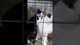 Sincan Kena Rayu Bunga Plastik fyp