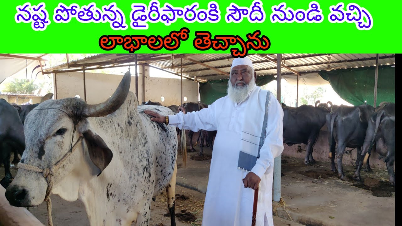 Successful dairyfarm in Hyderabad 9989996786 YouTube