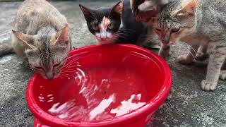 Cat drinks water by Lan and Lieu 281 views 5 months ago 1 minute, 57 seconds