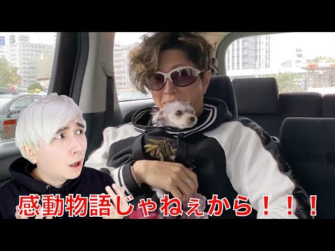 Gackt 犬