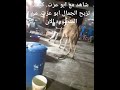 شاهد. ف. الفيديو  زبح الجمل  شغل. الافراح عندنا