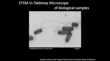 [Life] STEM-in-Tabletop Microscope of biological samples