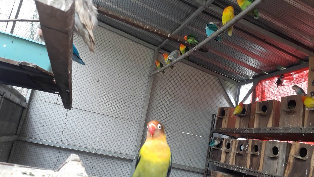 Ternak lovebird sistem koloni 