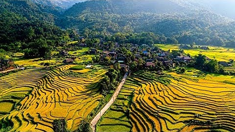 Đại tiệc món cá Bỗng( Cá Thần)tại Ngôi làng đẹp nhất mùa lúa chín Hạ Thành Quán. Nguyễn Tất Thắng