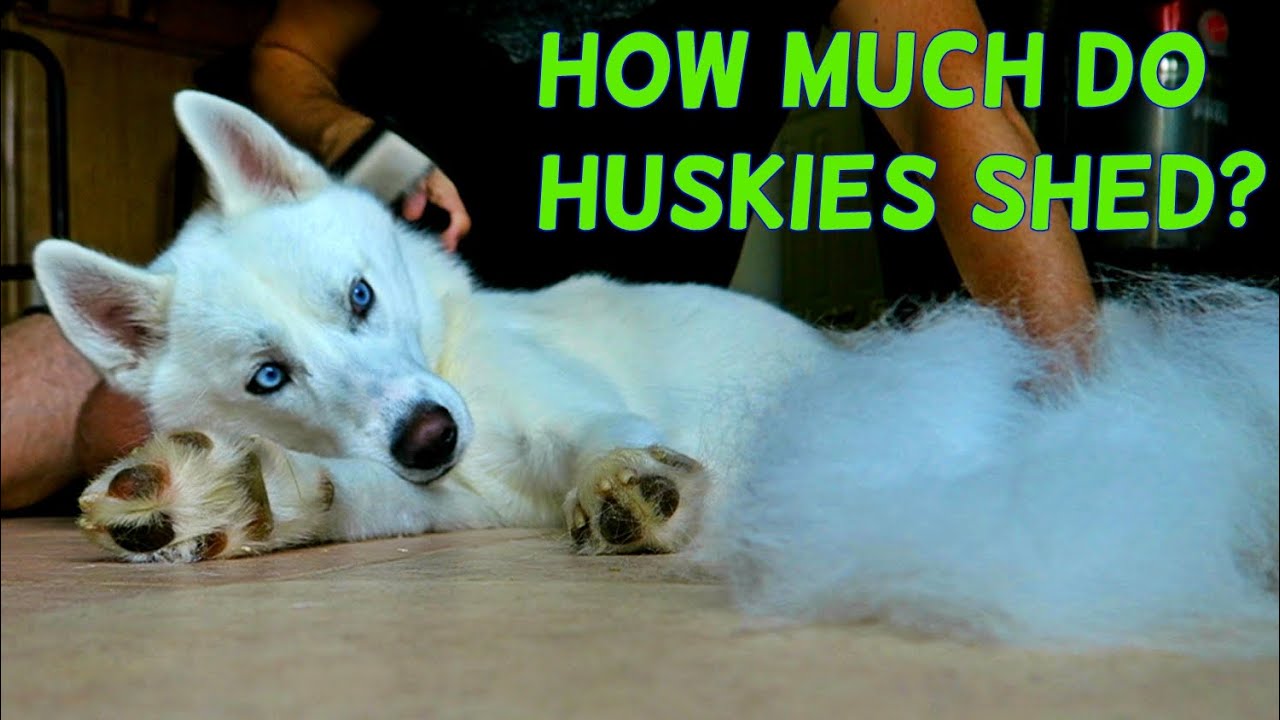How much do Huskies Shed? - YouTube