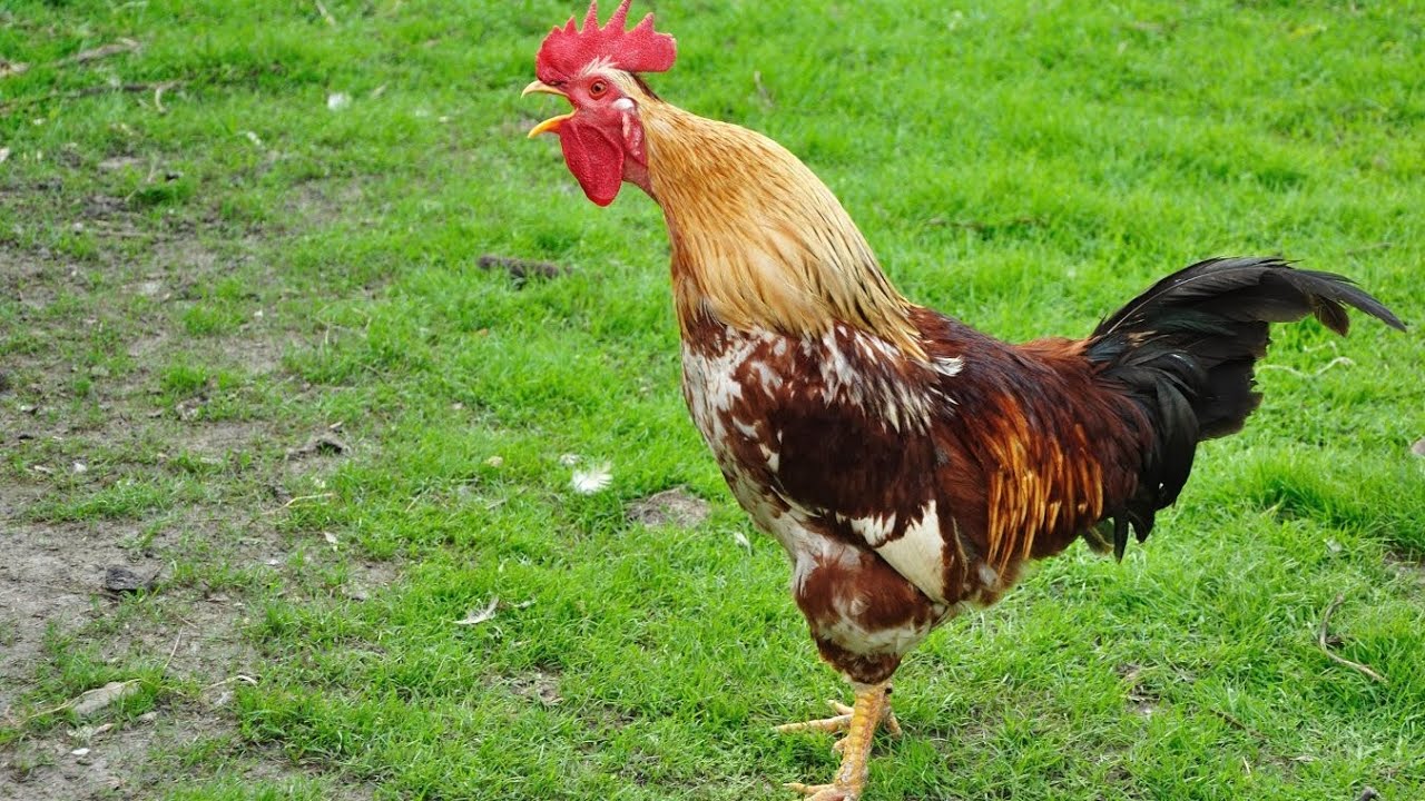 Rooster Crowing Laughing Hen Videos Funny Why World Lava Hots Model Talks Ayano Seto Gtas Bridal USA