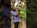 Sweet plantain #viral #comedy #funny
