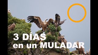 3 DIAS EN UN HIDE DE UN MULADAR